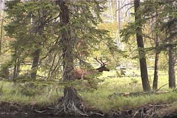 Elk forest